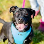 Rewelacyjny Czet, młody, przyjazny TTB mix!