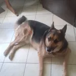 Orion - wesoły, aktywny, domowy ONek!