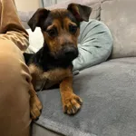 Mela - cudowny, wesoły SZCZENIAK szuka domu!