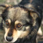 Pies do adopcji, Nowodwór, 11 marca 2024