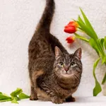 Kot do adopcji, Elbląg, 6 marca 2024