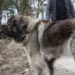 Znaleziono psa, Oborniki, 6 marca 2024