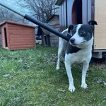 Nr: 93/2024 - Pies z Lubin Miasto