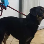 Nr: 94/2024 - Pies z Kunice