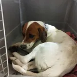 Nr: 96/2024 - Pies z Ruja