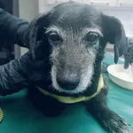 Pies do adopcji, Zielona Góra, 12 marca 2024