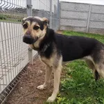 Pies do adopcji, Choszczno, 17 grudnia 2023