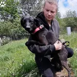 Pies do adopcji, Dąbrówka, 20 czerwca 2022