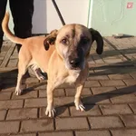 Pies do adopcji, Choszczno, 27 grudnia 2023