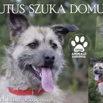 Pies do adopcji, Dąbrówka, 29 maja 2022
