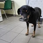 Pies do adopcji, Choszczno, 17 stycznia 2024