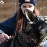 Pies do adopcji, Dąbrówka, 24 kwietnia 2022
