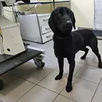 Pies do adopcji, Choszczno, 22 grudnia 2023
