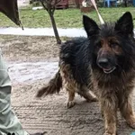 Znaleziono psa, Dąbrówka, 11 marca 2024