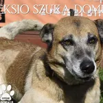 Pies do adopcji, Dąbrówka, 31 marca 2022