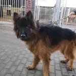 Pies do adopcji, Choszczno, 28 grudnia 2023