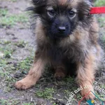 Pies do adopcji, Węgrowo, 29 lutego 2024