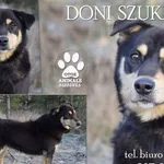 Pies do adopcji, Dąbrówka, 28 września 2021