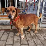 Pies do adopcji, Choszczno, 14 grudnia 2023