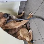 Pies do adopcji, Choszczno, 22 stycznia 2024