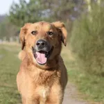 Pies do adopcji, Dąbrówka, 3 maja 2022