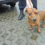 Znaleziono psa, Radom, 28 kwietnia 2017