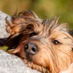 Oddam psa, Olsztyn, 15 marca 2024