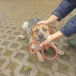 Znaleziono psa, Radom, 20 sierpnia 2017