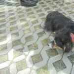 Znaleziono psa, Radom, 21 sierpnia 2017