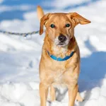 Pies do adopcji, Elbląg, 29 stycznia 2021