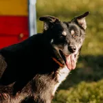 Pies do adopcji, Czartki, 15 marca 2024