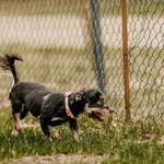 Fiszka 616093902282930