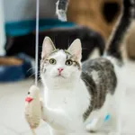 Kot do adopcji, Piła, 22 czerwca 2023