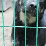 Pies do adopcji, Bełchatów, 18 sierpnia 2021