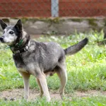 Pies do adopcji, Biała Podlaska, 22 lipca 2011