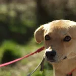 Pies do adopcji, Nowodwór, 15 marca 2024