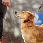 Pies do adopcji, Wysocko Wielkie, 14 grudnia 2023