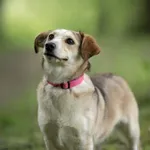 Pies do adopcji, Wysocko Wielkie, 13 maja 2024