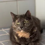 Znaleziono kota, Lublin, 9 sierpnia 2024