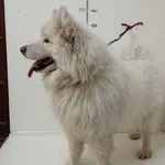 Radzionków 616093901328413 mieszaniec białe pies 121/2024