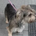 pies z interwencji 16.03.2024