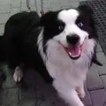 Znaleziono psa, Gdańsk, 18 marca 2024