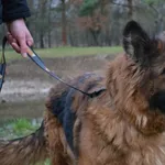 Przyjęty: 2024-01-08 Gmina: Łodygowice Płeć: Suka Opis: owczarek niemiecki, czarna podpalana