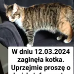 Zaginął kot, Wrocław, 20 marca 2024