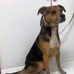 Bytom mieszaniec czarny podpalany biały krawat pies 137/2023