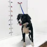 Pyskowice mieszaniec czarno biały pies 128/2023