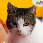 Kot do adopcji, Dąbrówka, 20 marca 2024