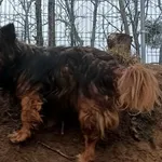 Znaleziono psa, Pieckowo, 19 marca 2024