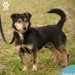 Pies do adopcji, Dąbrówka, 21 marca 2024