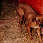 Pies do adopcji, Czartki, 22 grudnia 2023
